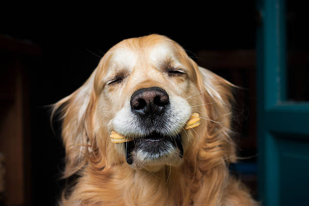 Dog Treats: Benefits and Uses