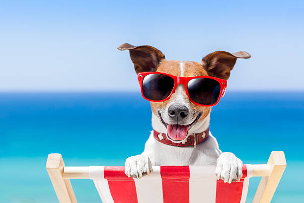 Must-Have Summer Dog Products | Supertails Top Picks