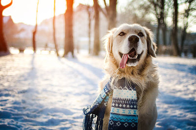 Winter Warmth: Keeping Our Dogs Cozy in Cooler Temperatures