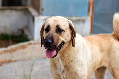 Kangal Dog Price: Everything You Need to Know
