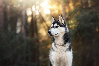 Husky Dog Price in India: Everything You Need to Know