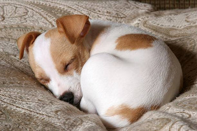 Unravelling the Mystery of Your Dog's Excessive Sleep