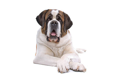 Saint Bernard Dog Price: Everything You Need to Know