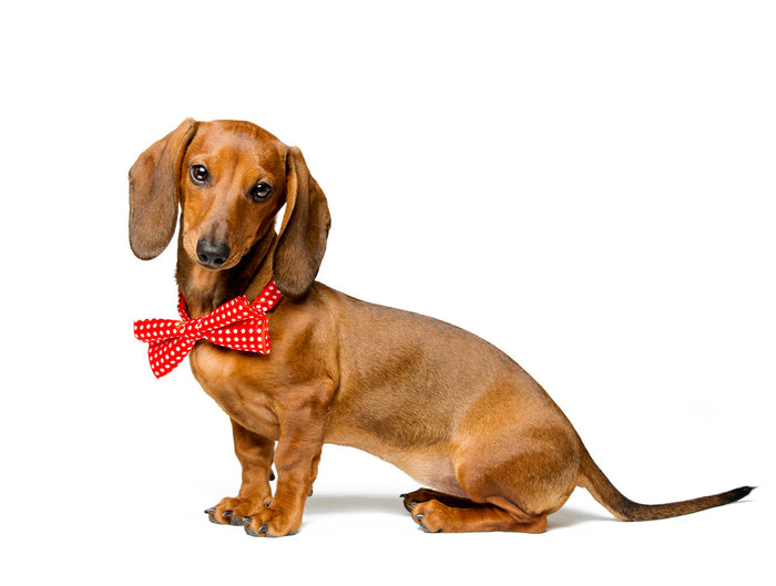 Spotting, Treating, and Preventing IVDD: A Dog Parent's Guide