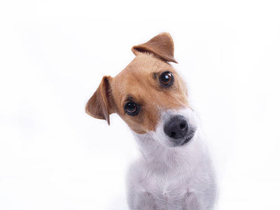 Jack Russell Terrier Price in India: Your Guide to Dog Costs & Availability