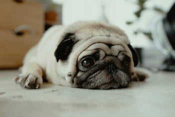 separation anxiety in dogs india