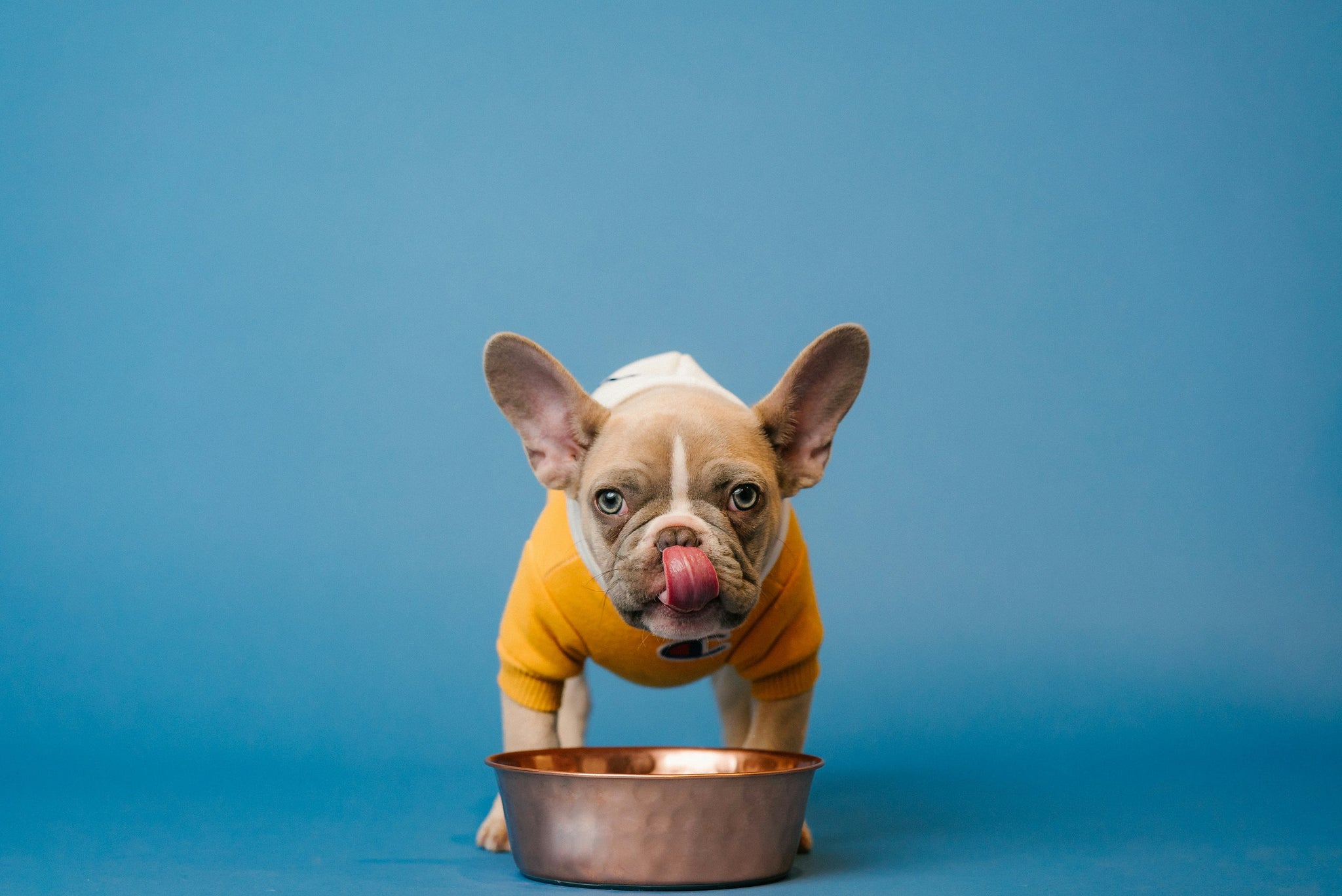 dog eating food