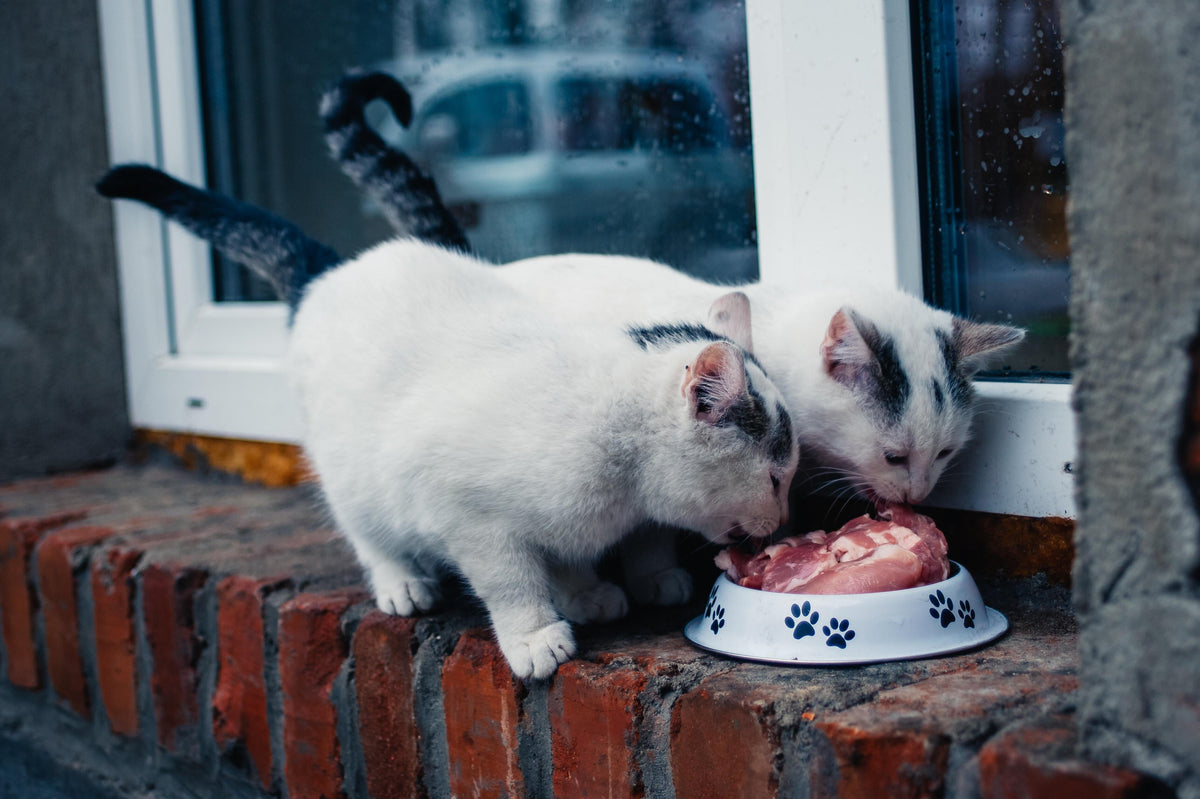 Two cats eating food from the same bowl