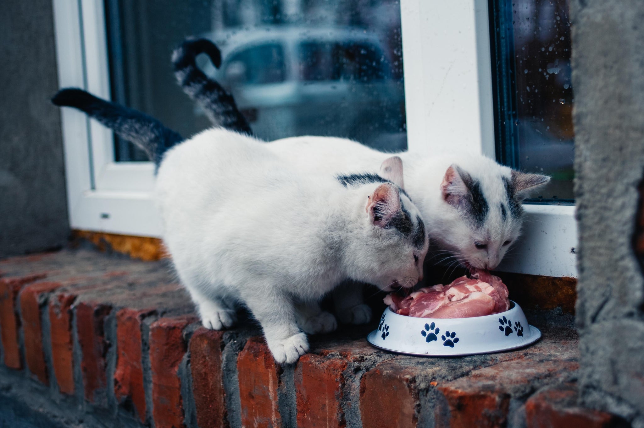 Two cats eating food from the same bowl