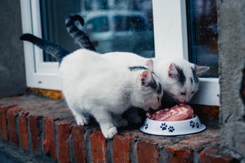 Two cats eating food from the same bowl