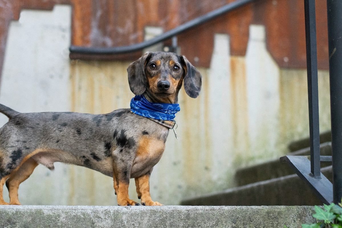 dachshund price india 2026