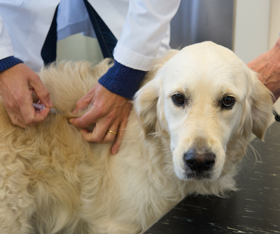 What Is Leptospirosis in Dogs & How Can It Be Prevented?