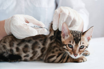 Indoor Kitten Vaccination Schedule: A Complete Guide