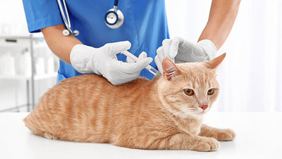 Kitten Vaccinations: Everything You Need to Know