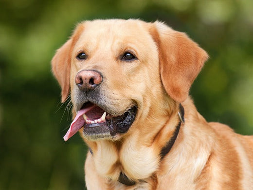 Adopt a Dog vs. Buying: Making the Right Choice for Your Family