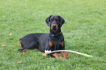 doberman price india 2026