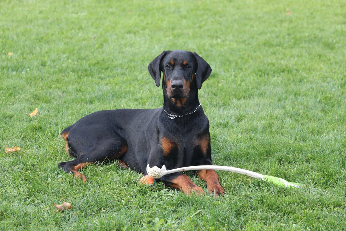 doberman price india 2026