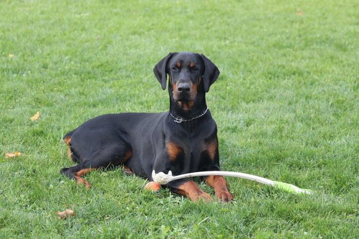 doberman price india 2026