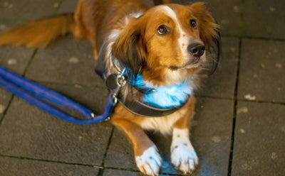 A Comprehensive Guide To Reflective Dog Collar