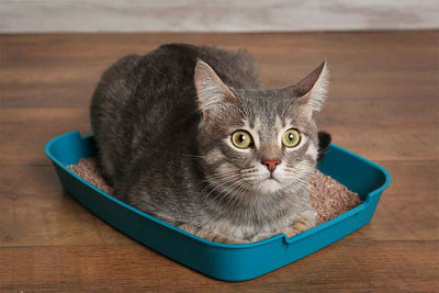 Non-Clumping Vs Clumping Cat Litter: Which is Better for Your Cat?
