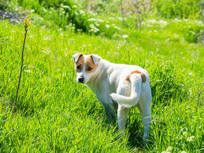 Deciphering Doggo Cues: Signs Your Dog Needs More Walks