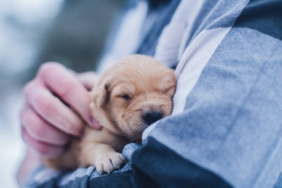 A Complete Guide to Caring for Puppies: The Do’s and Don’t