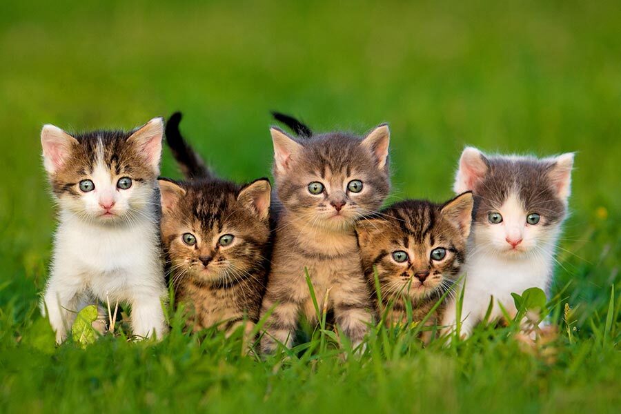 Five cute domestic tabby and bi-color kittens standing together in green grass, featured for a guide on cat breeds in India 2026.