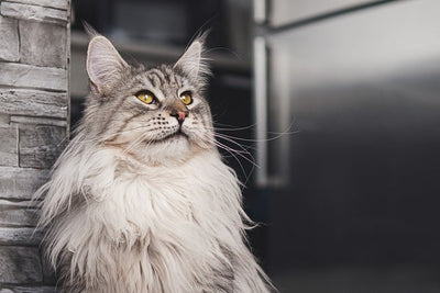 Maine Coon Cat Price: What You Need to Know Before Bringing One