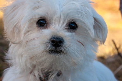 Maltese Dog Price: What You Need to Know Before Owning One