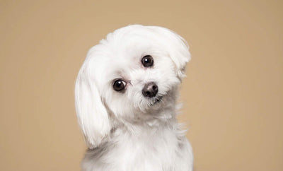 Caring for Small Dog Breeds: All You Need to Know