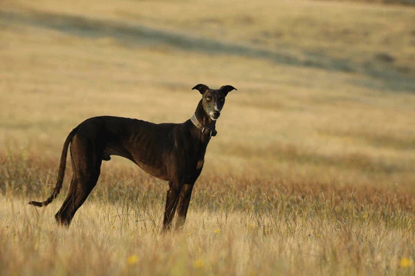 Mudhol Dog Price: What You Need to Know Before Welcoming One Home