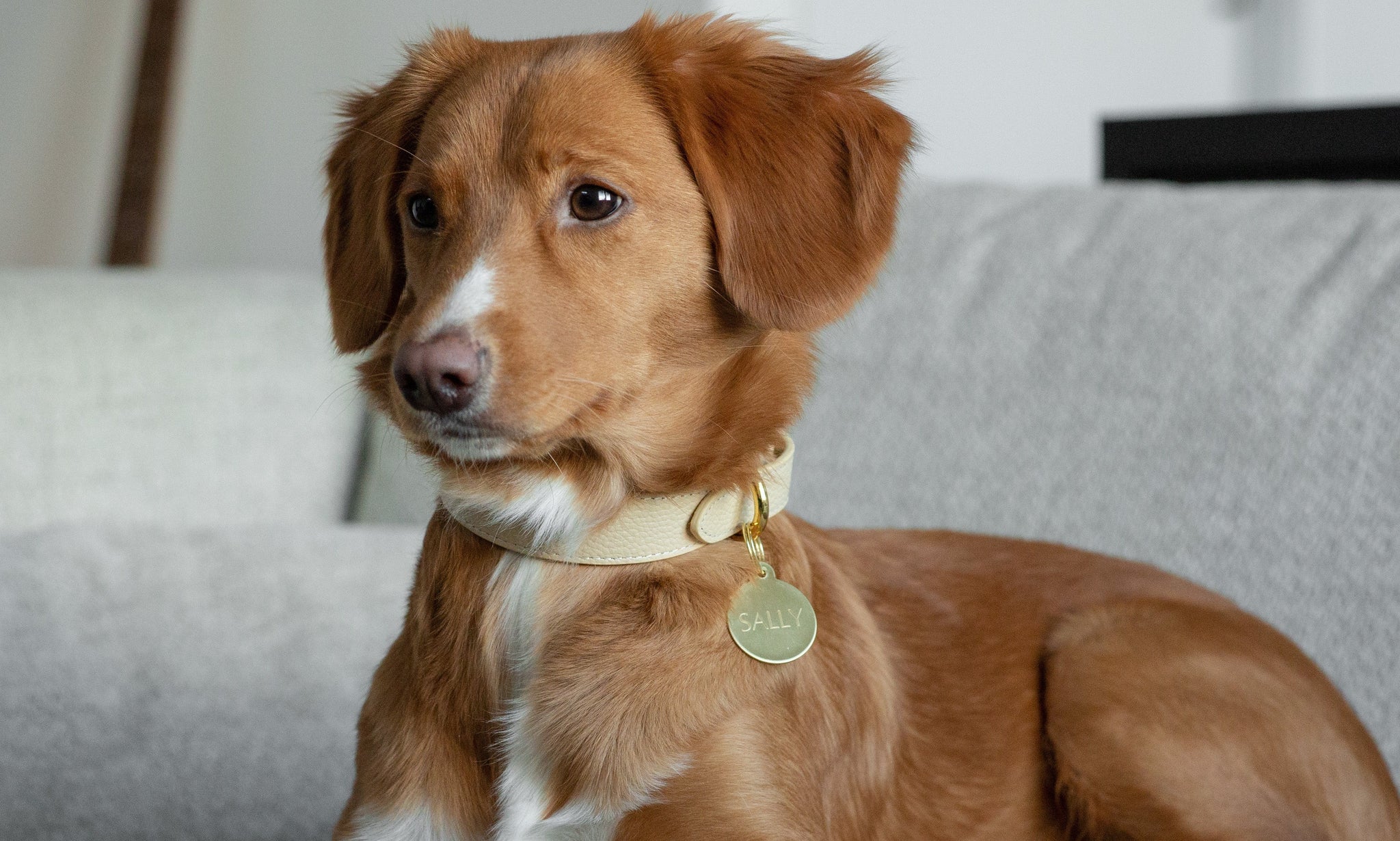 Dog with name tag 