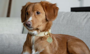 Dog with name tag 