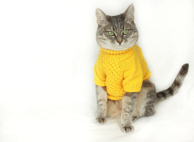 Cat Clothes for Different Breeds and Sizes: A Comprehensive Guide