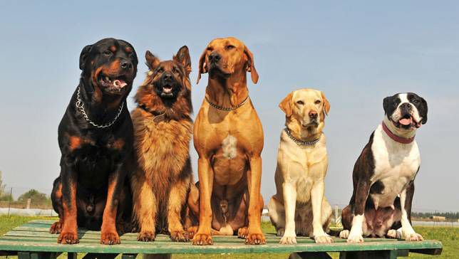 group of dogs