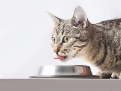 Top Best Cat Food Brands in India