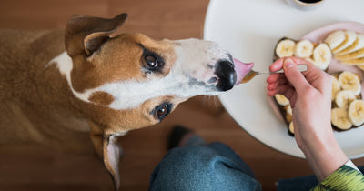 Safe Human Foods for Dogs: A Guide for Dog Parents