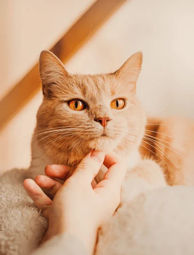 How to Create a Year-Round Cat Care Plan for Your Feline Friend