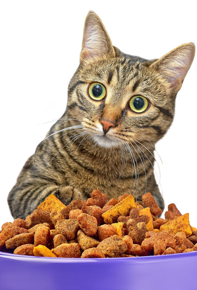 Tips to Retain Dry Food