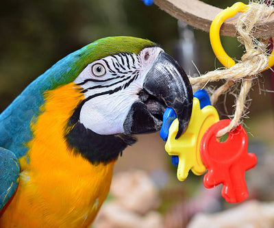 The Best Parrot Toys to Keep Your Bird Entertained & Happy