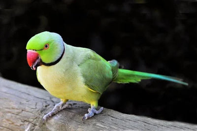 How to Take Care of a Parrot: The Ultimate Guide for Pet Parents
