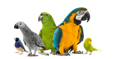 A Comprehensive Guide to Different Breeds of Parrots for Pets