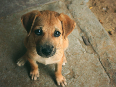 Parvo Disease in Puppies: Early Signs, Symptoms, and Treatment Strategies