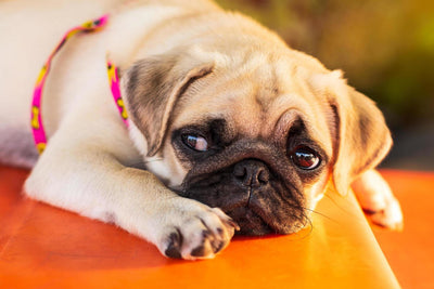 How to Treat Parvo in Dogs at Home? Remedies, Medicines & Vet-Approved Tips