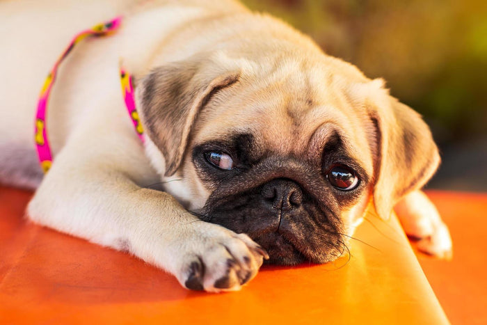 How to Treat Parvo in Dogs at Home? Remedies, Medicines & Vet-Approved Tips