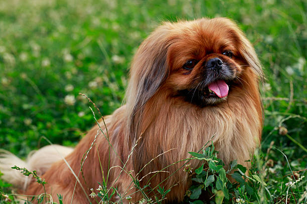 What’s the Real Cost of Owning a Pekingese Dog in India?