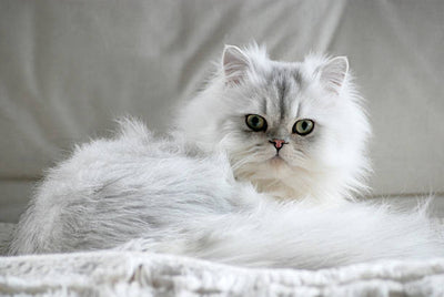 Persian Cat Vaccination Schedule: A Complete Guide