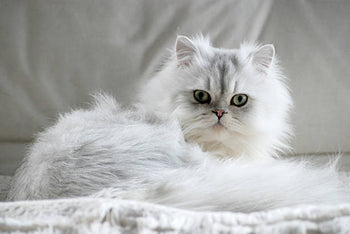 A persian cat