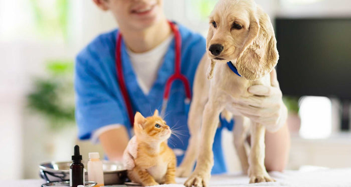 Bangalore Pet Parenting 101: Must-Know Vaccines, Neutering & Preventive Vet Care