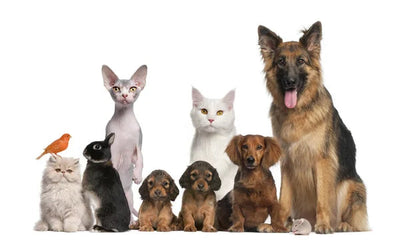 The Ultimate Guide to Pet Registration in India